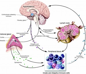 psiconeuroinmunologia